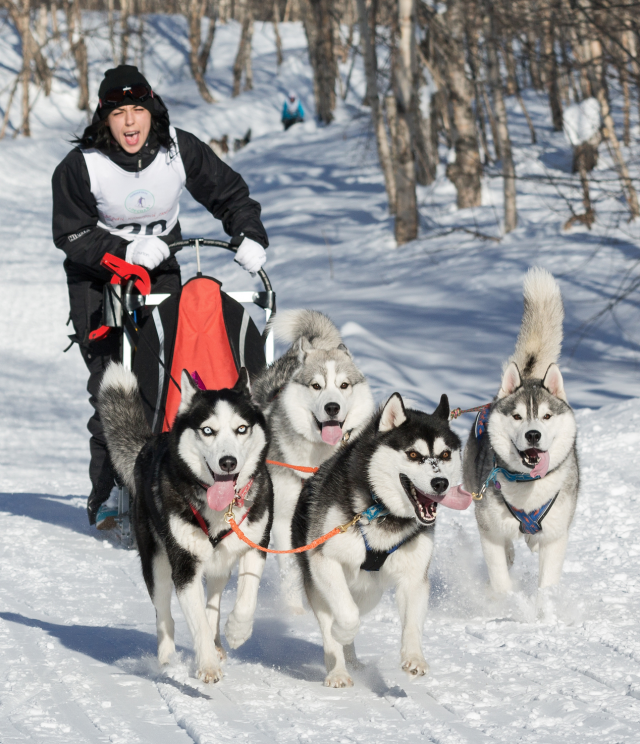 Musher- sled dogs